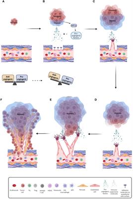 Nucleic acid cancer vaccines targeting tumor related angiogenesis. Could mRNA vaccines constitute a game changer?